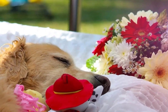 Preserve Your Pet's Memory with Expert Cremation Services